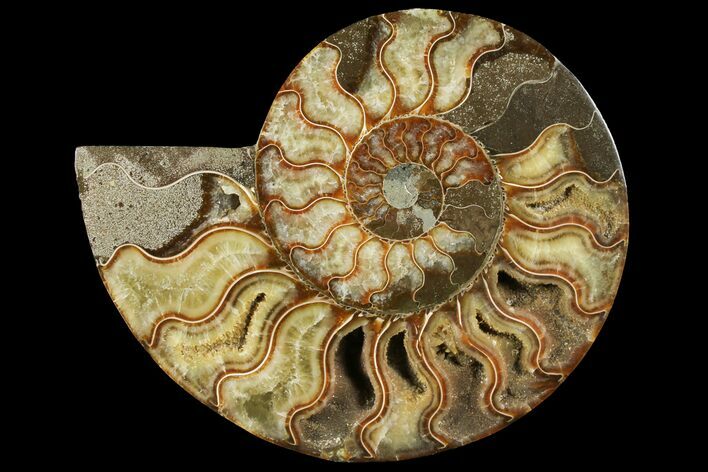 Cut Ammonite Fossil (Half) - Agatized #97756